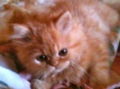 Picture of a cat / kitten / feline