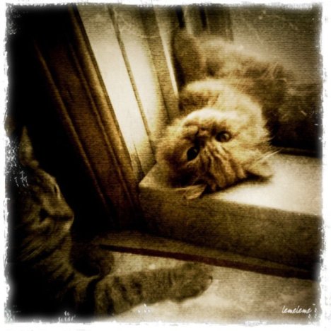 Picture of a cat / kitten / feline