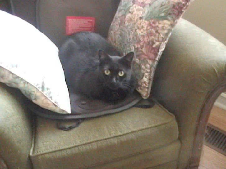 Picture of a cat / kitten / feline