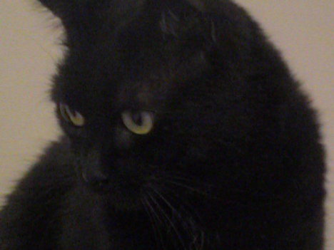 Picture of a cat / kitten / feline