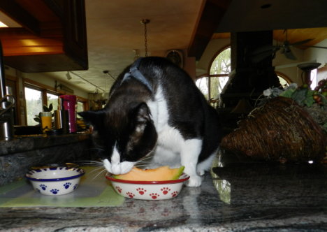 Picture of a cat / kitten / feline