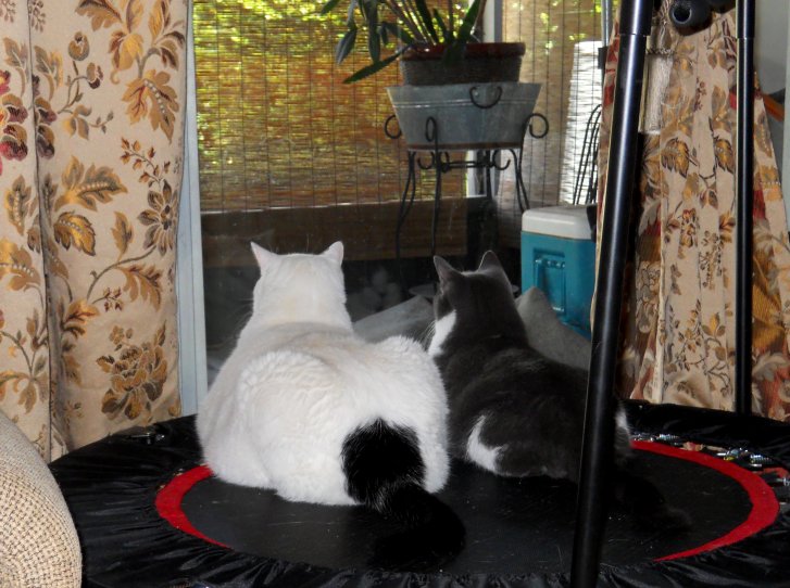 Picture of a cat / kitten / feline