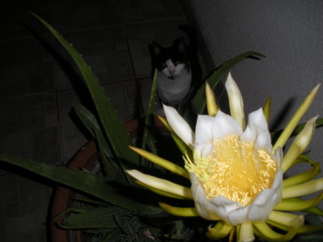 Picture of a cat / kitten / feline