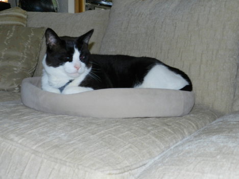 Picture of a cat / kitten / feline