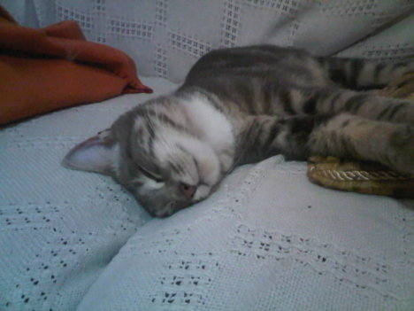 Picture of a cat / kitten / feline