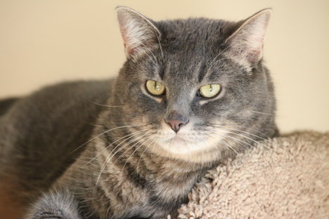 Picture of a cat / kitten / feline