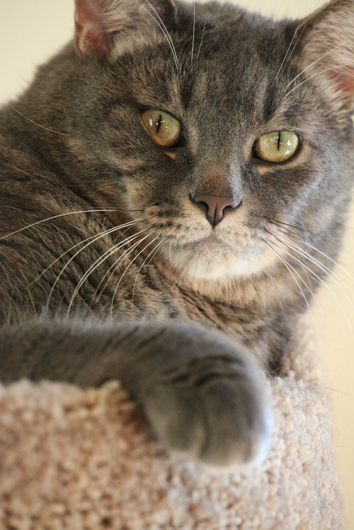 Picture of a cat / kitten / feline