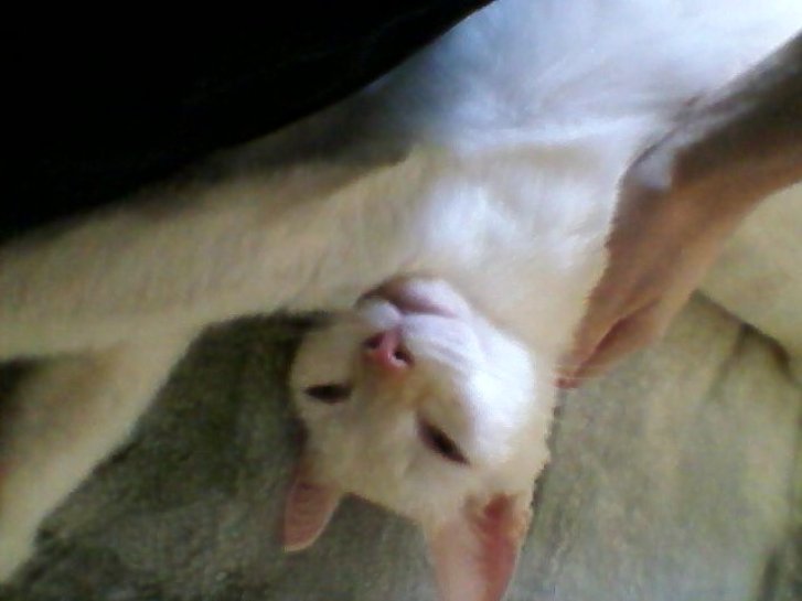 Picture of a cat / kitten / feline