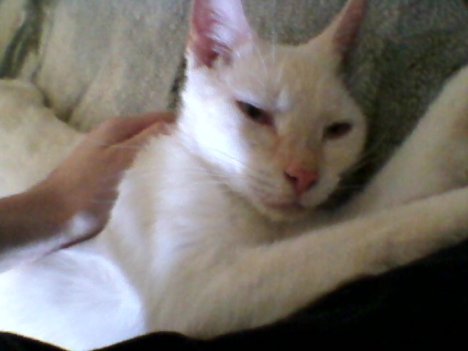 Picture of a cat / kitten / feline