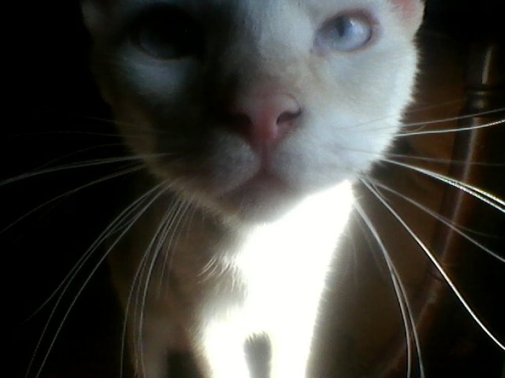 Picture of a cat / kitten / feline