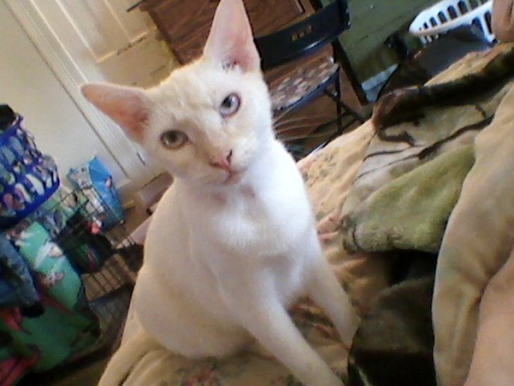 Picture of a cat / kitten / feline