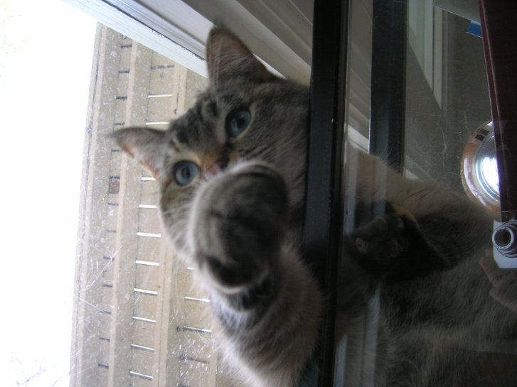 Picture of a cat / kitten / feline