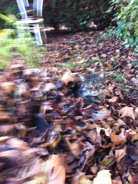 Picture of a cat / kitten / feline