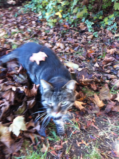 Picture of a cat / kitten / feline