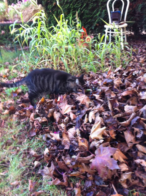 Picture of a cat / kitten / feline