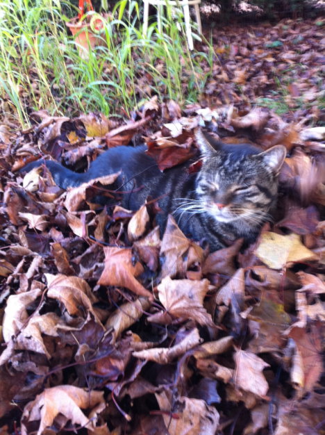 Picture of a cat / kitten / feline