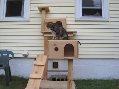 Picture of a cat / kitten / feline