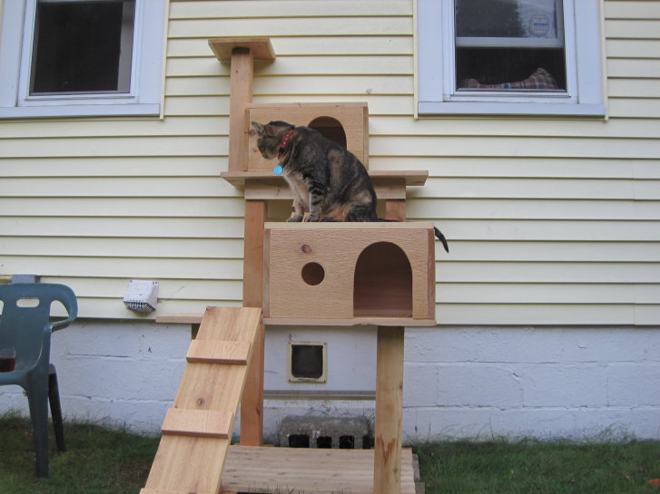 Picture of a cat / kitten / feline