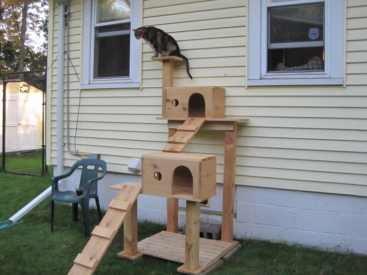 Picture of a cat / kitten / feline