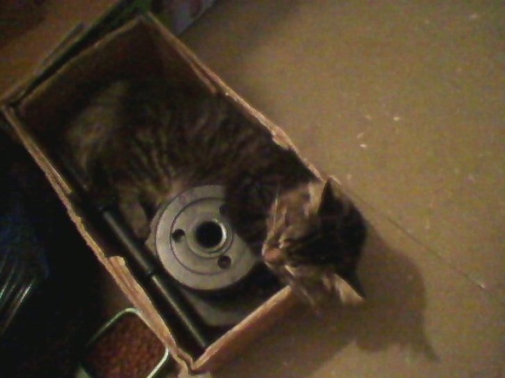 Picture of a cat / kitten / feline