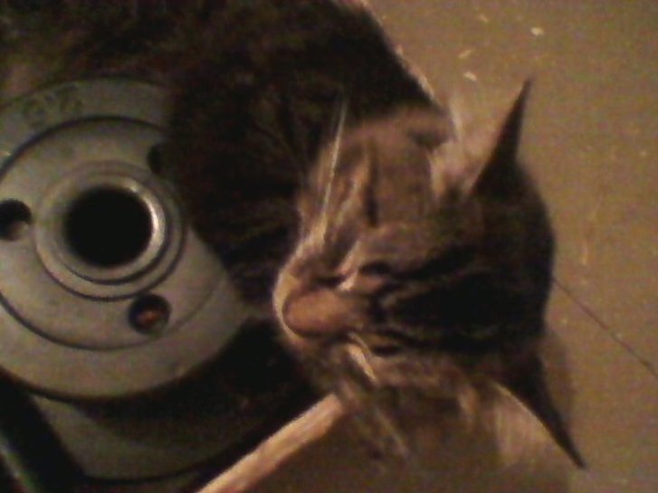 Picture of a cat / kitten / feline