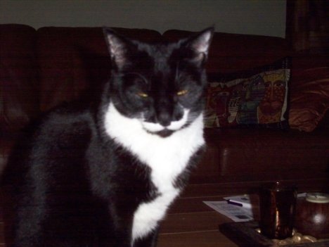 Picture of a cat / kitten / feline