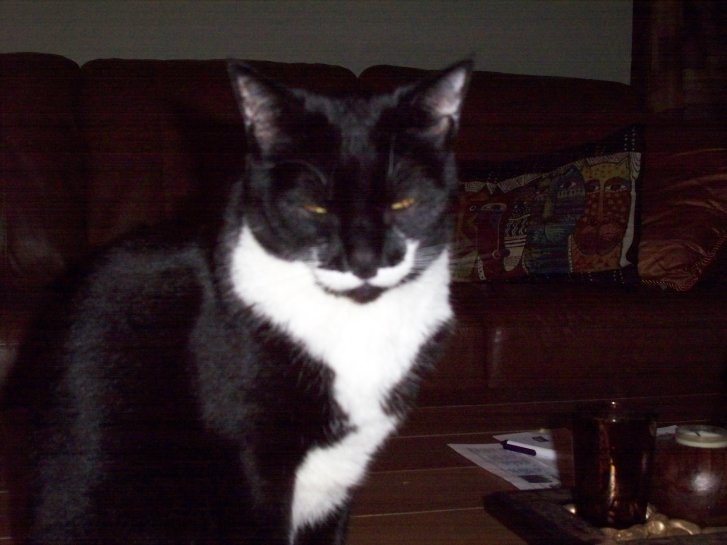 Picture of a cat / kitten / feline