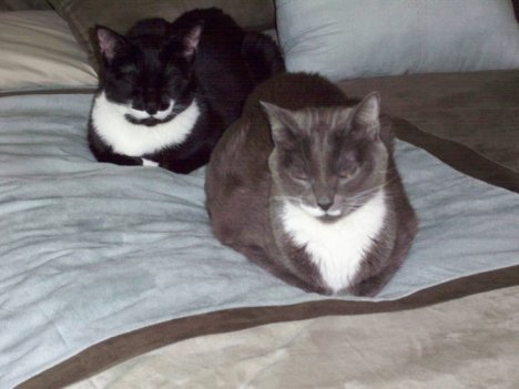 Picture of a cat / kitten / feline