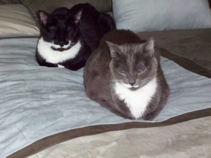 Picture of a cat / kitten / feline