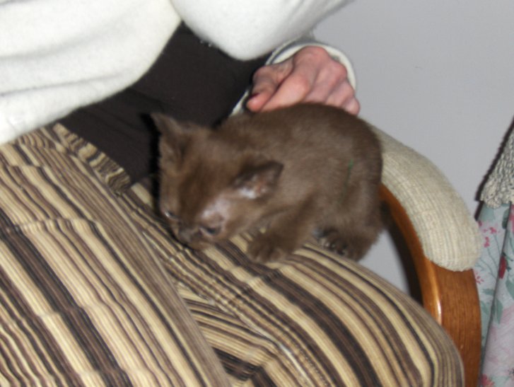 Picture of a cat / kitten / feline