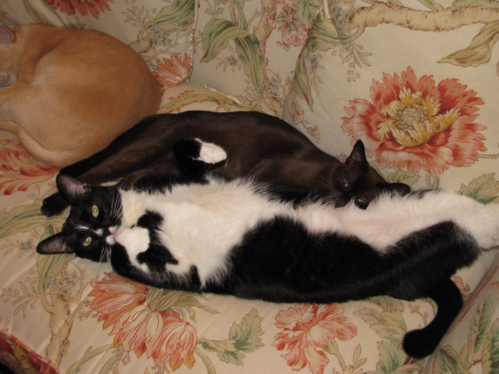 Picture of a cat / kitten / feline