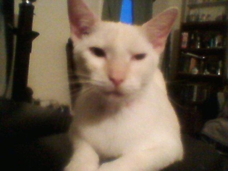 Picture of a cat / kitten / feline