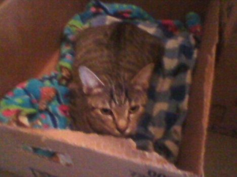 Picture of a cat / kitten / feline