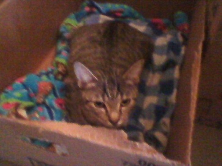 Picture of a cat / kitten / feline