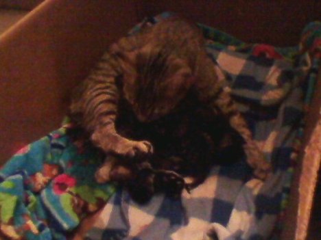 Picture of a cat / kitten / feline