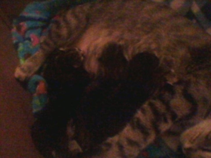 Picture of a cat / kitten / feline