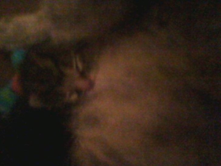 Picture of a cat / kitten / feline