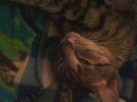 Picture of a cat / kitten / feline