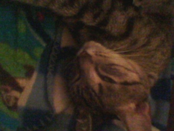 Picture of a cat / kitten / feline