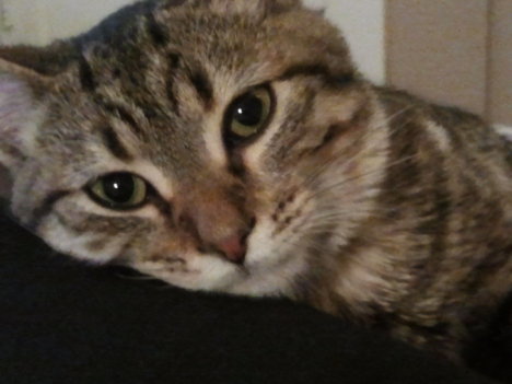 Picture of a cat / kitten / feline