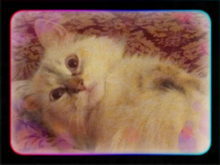 Picture of a cat / kitten / feline