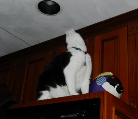 Picture of a cat / kitten / feline