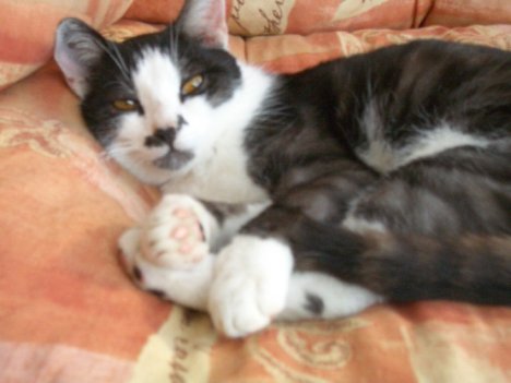 Picture of a cat / kitten / feline