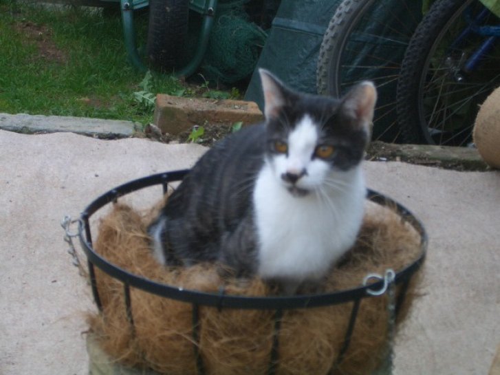 Picture of a cat / kitten / feline