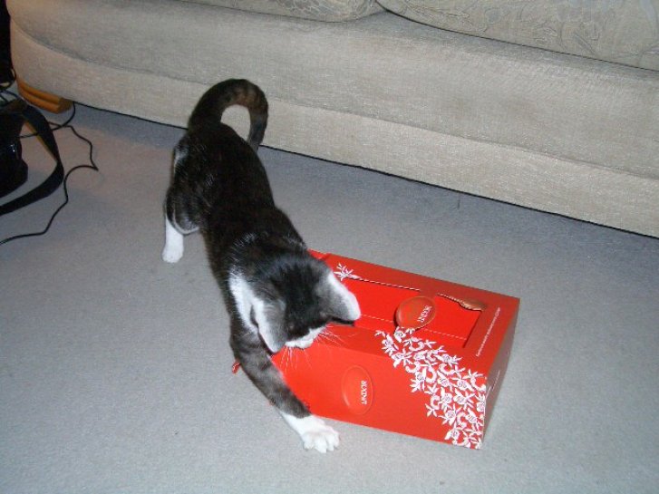 Picture of a cat / kitten / feline