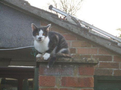 Picture of a cat / kitten / feline