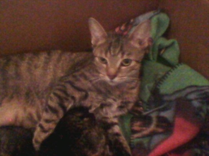 Picture of a cat / kitten / feline