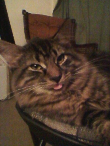 Picture of a cat / kitten / feline