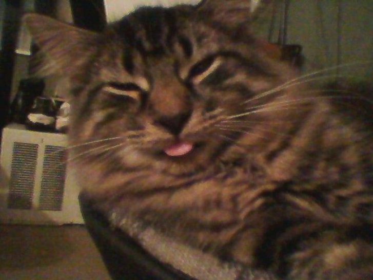 Picture of a cat / kitten / feline