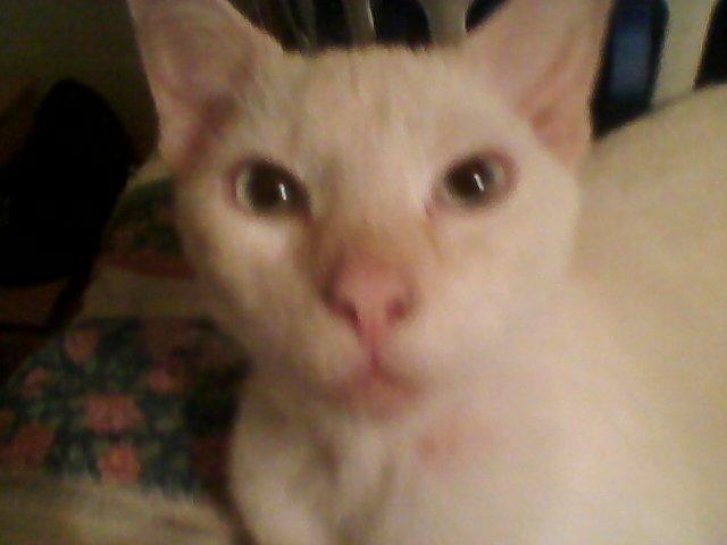 Picture of a cat / kitten / feline